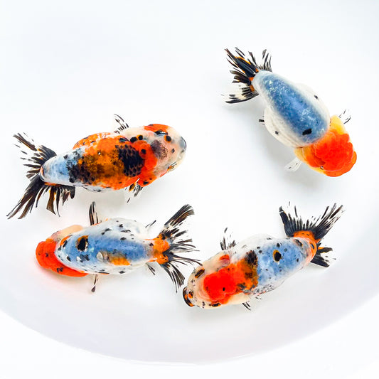 Tricolor Calico Ranchu Goldfish | Grower Pick