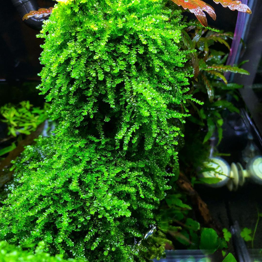 Weeping Moss on Stainless Steel