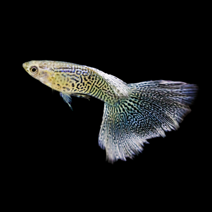 White Tiger Guppy Fish