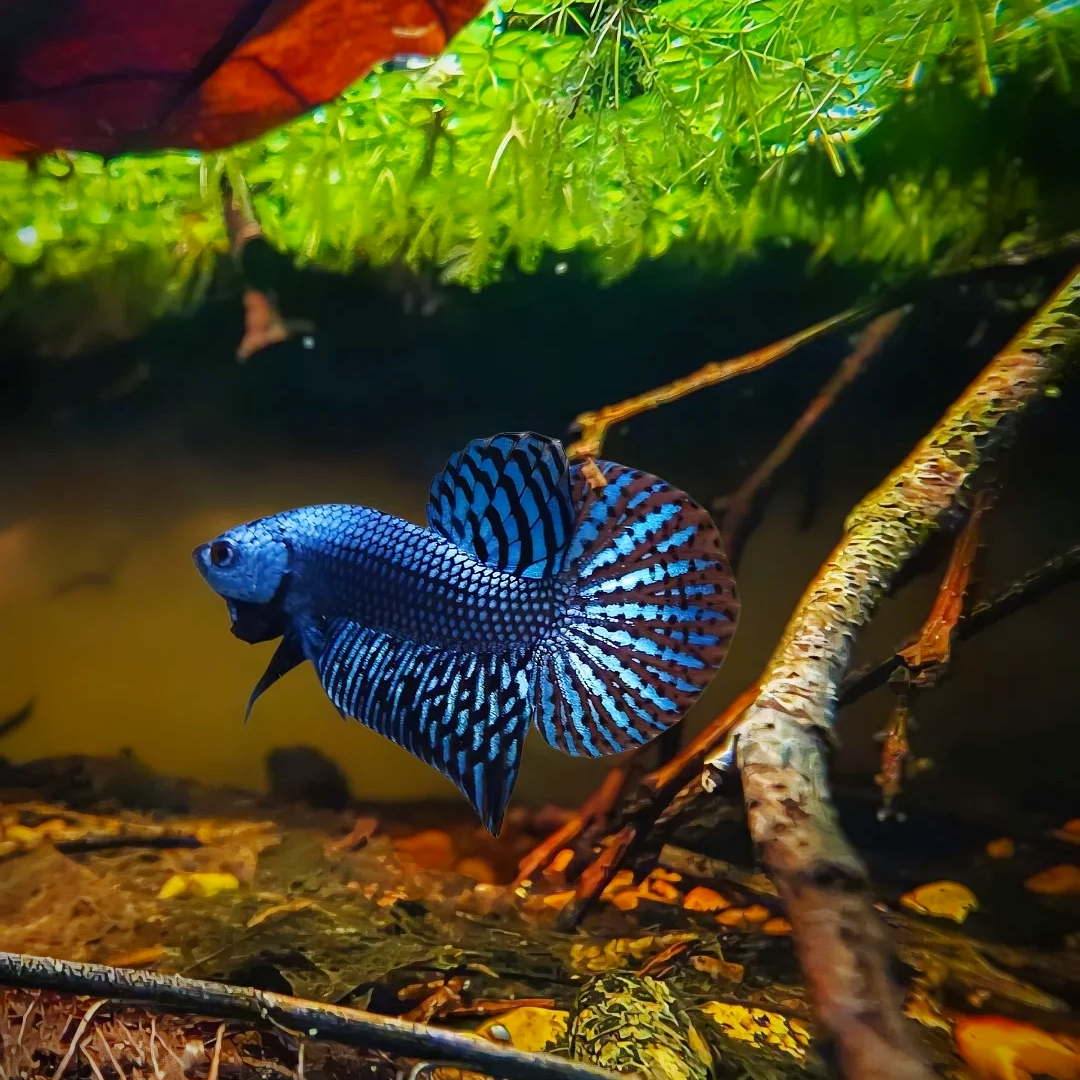 Wild Alien Blue Male Betta Fish
