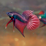 Wild Smaragdina Copper Male Betta Fish
