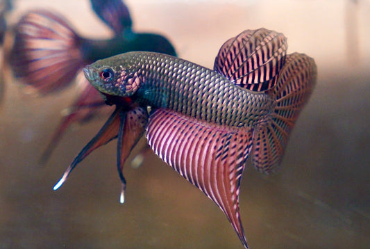 Wild Smaragdina Guitar Copper Male Betta Fish