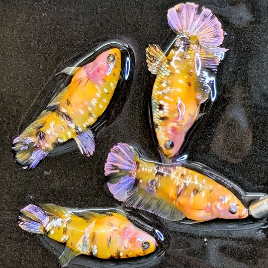 Koi Yellow Copper Black Base Female Betta Fish